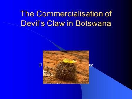 The Commercialisation of Devils Claw in Botswana Flowering devils claw.