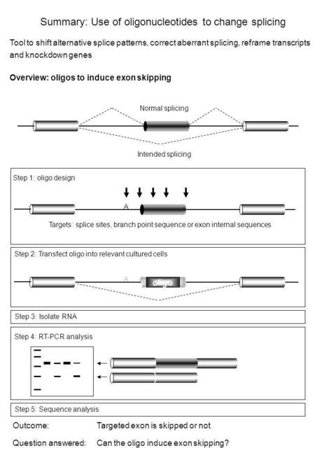 Outcome: Targeted exon is skipped or not Question answered:Can the oligo induce exon skipping? Summary: Use of oligonucleotides to change splicing Tool.