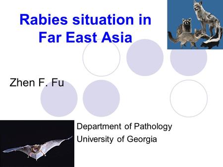 Rabies situation in Far East Asia Zhen F. Fu Department of Pathology University of Georgia.