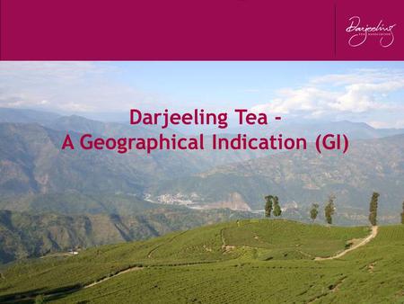 Darjeeling Tea - A Geographical Indication (GI). WORLD TEA SCENARIO - 2010.