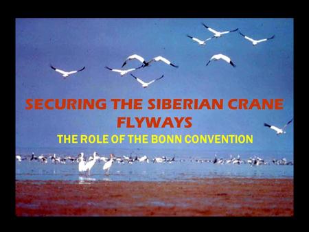 SECURING THE SIBERIAN CRANE FLYWAYS THE ROLE OF THE BONN CONVENTION.