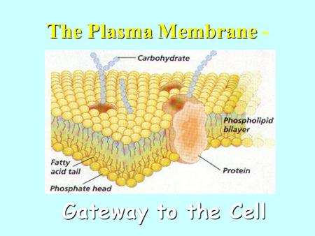 The Plasma Membrane - Gateway to the Cell.