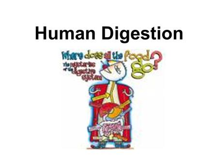 Human Digestion.