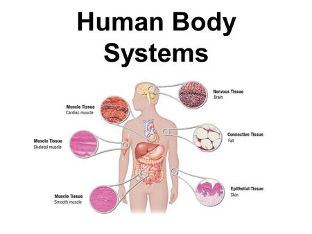Functions of Our Organ Systems (Part 1) - ppt video online download