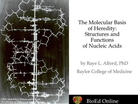 BioEd Online The Molecular Basis of Heredity: Structures and Functions of Nucleic Acids by Raye L. Alford, PhD Baylor College of Medicine DNA Model by.