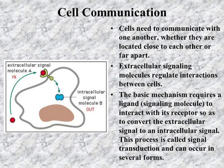 Cell Communication Cells need to communicate with one another, whether they are located close to each other or far apart. Extracellular signaling molecules.