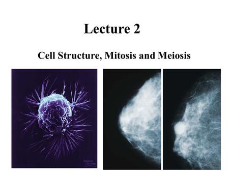 Cell Structure, Mitosis and Meiosis