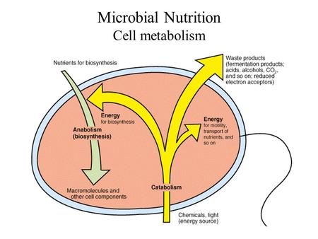Microbial Nutrition Cell metabolism