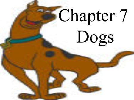 Chapter 7 Dogs.