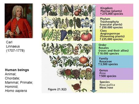 Carl Linnaeus ( ) Human beings Animal; Chordate; Mammal; Primate;