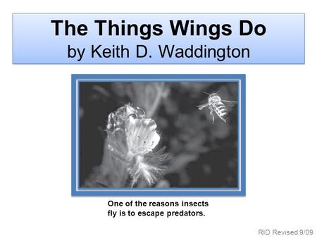 One of the reasons insects fly is to escape predators. The Things Wings Do by Keith D. Waddington RID Revised 9/09.