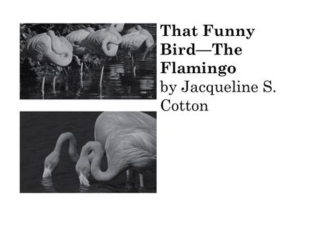 That Funny Bird—The Flamingo by Jacqueline S. Cotton