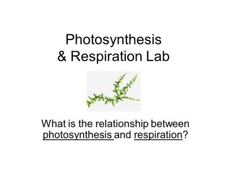 Photosynthesis & Respiration Lab
