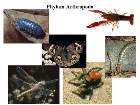Phylum Arthropoda.
