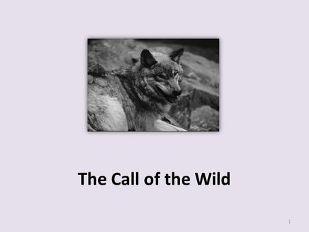 The Call of the Wild 1. 7 What is the meaning of the word exterminated in paragraph 1 of the selection? o A. Threatened o B. Eliminated o C. Relocated.