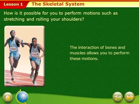 The Skeletal System How is it possible for you to perform motions such as stretching and rolling your shoulders? The interaction of bones and muscles allows.