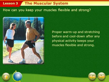 The Muscular System How can you keep your muscles flexible and strong?