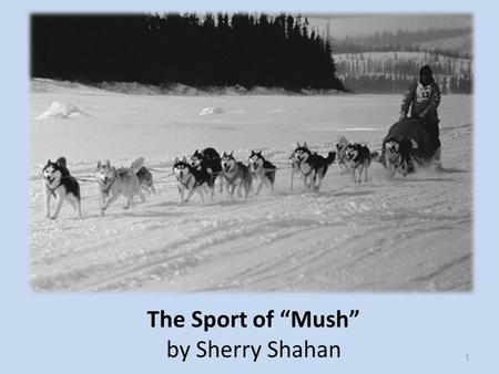 The Sport of “Mush” by Sherry Shahan