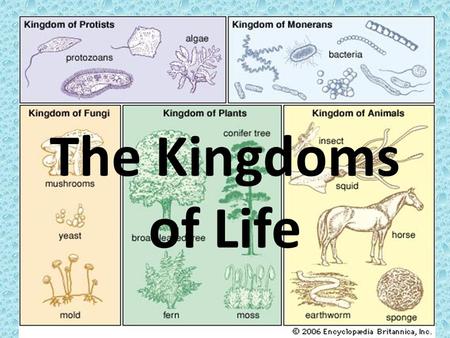 The Kingdoms of Life.
