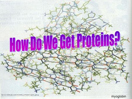 How Do We Get Proteins? myoglobin