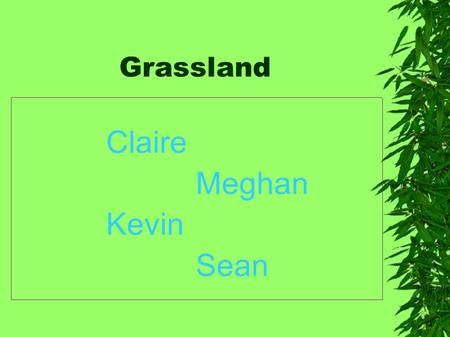 Grassland Claire Meghan Kevin Sean. Grassland plants Grassland plants: Indian grass switch grass prairie cord grass Canada wild rye big blue stream Three.