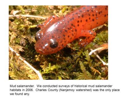 Mud salamander. We conducted surveys of historical mud salamander habitats in 2006. Charles County (Nanjemoy watershed) was the only place we found any.