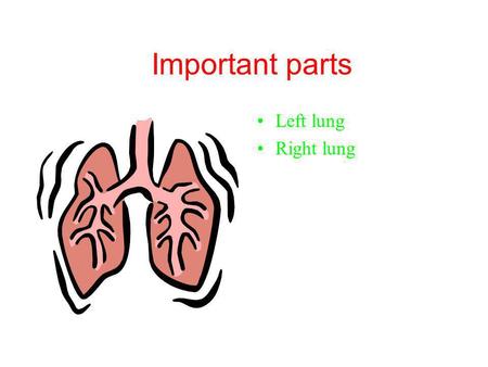 Important parts Left lung Right lung.