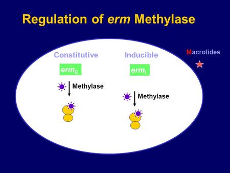 Erm C Methylase erm I Regulation of erm Methylase Constitutive Inducible Macrolides Methylase.