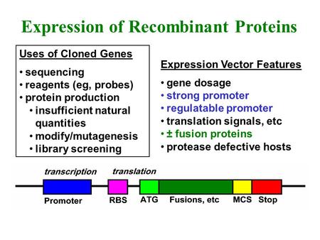 Uses of Cloned Genes sequencing reagents (eg, probes) protein production insufficient natural quantities modify/mutagenesis library screening Expression.