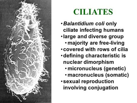 CILIATES Balantidium coli only ciliate infecting humans