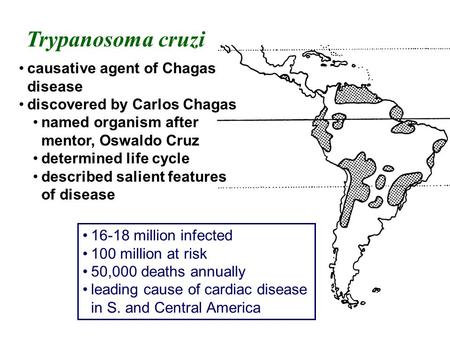 Trypanosoma cruzi causative agent of Chagas disease