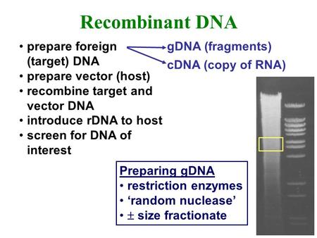 Recombinant DNA prepare foreign (target) DNA prepare vector (host)