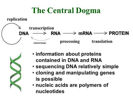 The Central Dogma information about proteins contained in DNA and RNA