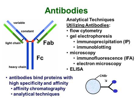 Antibodies Analytical Techniques Utilizing Antibodies: flow cytometry