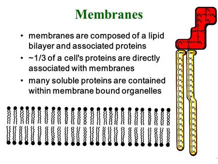 Membranes membranes are composed of a lipid bilayer and associated proteins ~1/3 of a cell's proteins are directly associated with membranes many soluble.