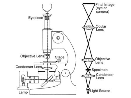 Adjusting a Microscope 1Center components on optic axis 2Focus objective 3Focus condenser 4Adjust illumination lamp voltage (intensity) iris diaphragm.