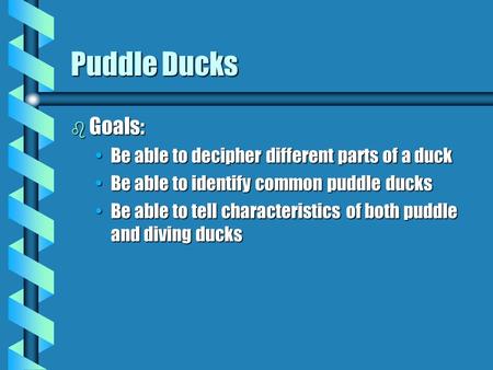 Puddle Ducks b Goals: Be able to decipher different parts of a duckBe able to decipher different parts of a duck Be able to identify common puddle ducksBe.