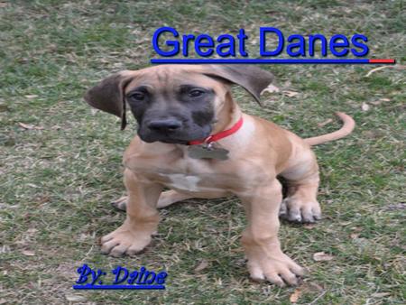 Great Danes By: Daine About Great Danes Great Danes are Giant and powerful dog. Great Danes are loyal to their owners. Great Danes are Giant and powerful.