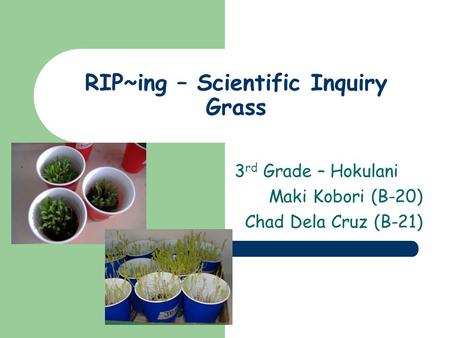 RIP~ing – Scientific Inquiry Grass 3 rd Grade – Hokulani Maki Kobori (B-20) Chad Dela Cruz (B-21)