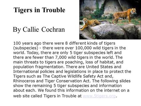 Tigers in Trouble By Callie Cochran 100 years ago there were 8 different kinds of tigers (subspecies) - there were over 100,000 wild tigers in the world.
