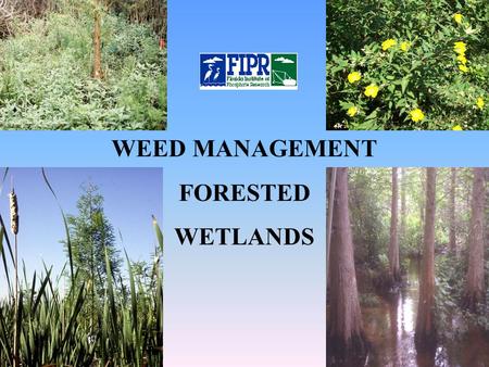 WEED MANAGEMENT FORESTED WETLANDS. Weed Problems Early successional – let nature take its course Florida Institute of Phosphate Research Invasive, persistent.