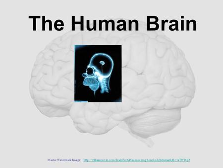 The Human Brain Master Watermark Image: http://williamcalvin.com/BrainForAllSeasons/img/bonoboLH-humanLH-viaTWD.gif.