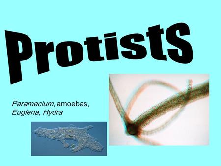 Protists Paramecium, amoebas, Euglena, Hydra.