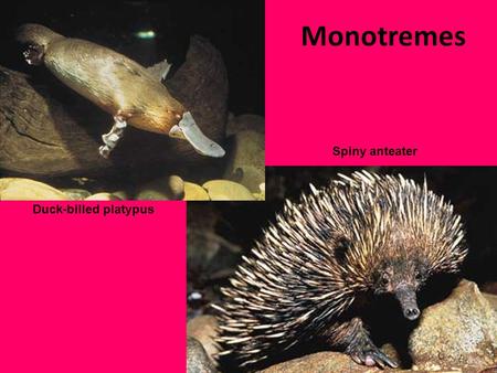Monotremes Spiny anteater Duck-billed platypus.