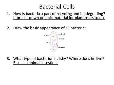 Bacterial Cells How is bacteria a part of recycling and biodegrading? It breaks down organic material for plant roots to use Draw the basic appearance.