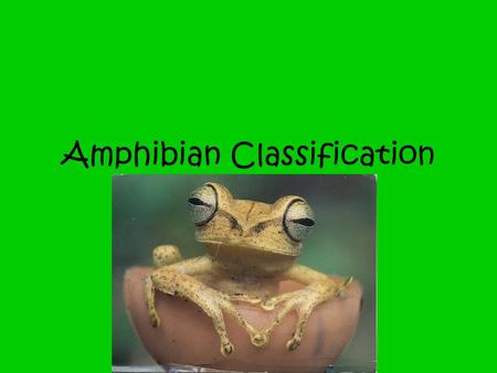 Amphibian Classification