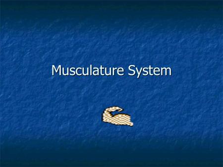Musculature System.