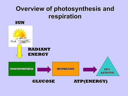 Overview of photosynthesis and respiration PHOTOSYNTHESIS CELLACTIVITIES RESPIRATION SUN RADIANT ENERGY GLUCOSEATP(ENERGY)