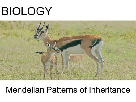 Mendelian Patterns of Inheritance