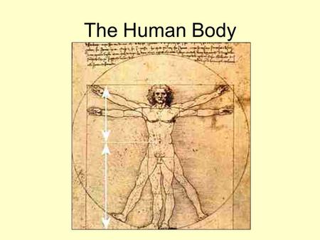 The Human Body.